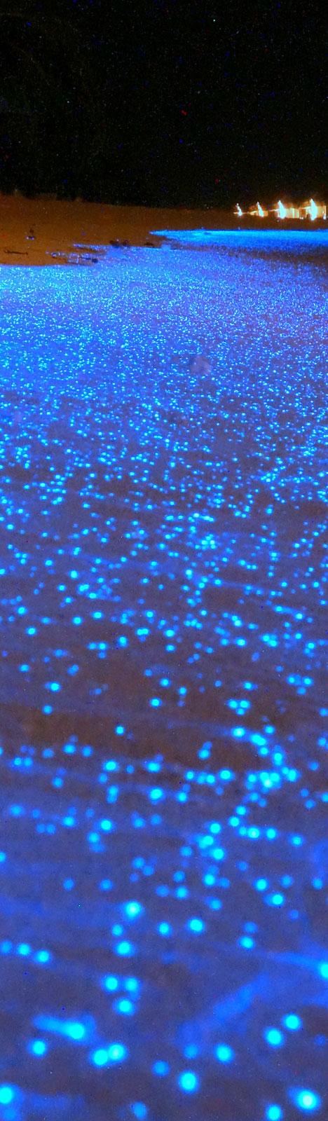 maldives travel facts fluorescent sea